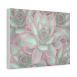 Echeveria Violet Queen Succulent Pattern Canvas Print – Botanical Wall Art