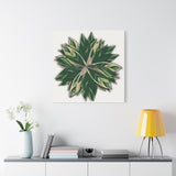 Stromanthe Triostar Canvas Print – Botanical Wall Art