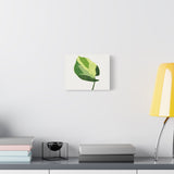 Manjula Pothos Illustrated Canvas Print – Botanical Wall Art
