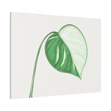 Monstera Albo Canvas Print – Botanical Wall Art