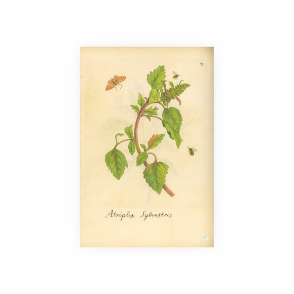 Atriplex sylvestris (Wild Orache) with Insects, Colorized Reproduction from Erucarum Ortus (1717)