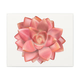Graptosedum California Sunset Succulent Canvas Print – Botanical Wall Art