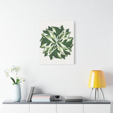 Calathea White Fusion Canvas Print – Botanical Wall Art