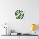 Calathea White Fusion Canvas Print – Botanical Wall Art