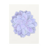 Graptopetalum Murasaki Succulent Canvas Print – Botanical Wall Art