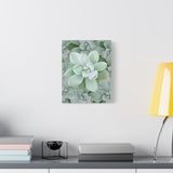 Pachyveria Haagei Succulent Pattern Canvas Print – Botanical Wall Art