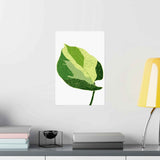 Manjula Pothos Illustrated Botanical Print – Unframed Wall Art