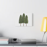 Ponderosa Pine Canvas Print – Wall Art