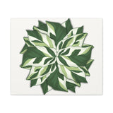 Calathea White Fusion Canvas Print – Botanical Wall Art