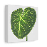 Philodendron Gloriosum Canvas Print – Botanical Wall Art