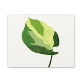 Manjula Pothos Illustrated Canvas Print – Botanical Wall Art