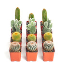 Row of potted cacti in orange pots on a white background