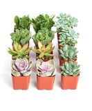 Collection of small potted succulents on a white background