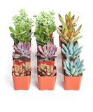 Collection of small potted succulents in orange pots on a white background