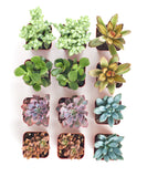 Collection of small succulent plants in pots on a white background