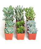 Set of six small potted succulents in orange pots on a white background