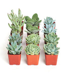 Set of small succulent plants in red pots on a white background