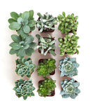 Collection of small succulent plants in pots on a white background