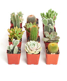 Collection of potted cacti and succulents in red pots on a white background