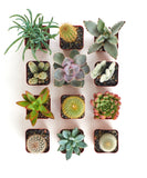 Collection of various succulents in small square containers on a white background