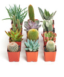Collection of potted succulents and cacti on a white background