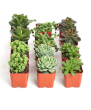 Collection of potted succulents in orange pots on a white background