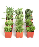 Collection of small green succulents in red pots on a white background