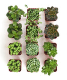 Collection of various succulent plants in small pots arranged on a white background