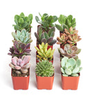 Set of small succulent plants in red pots on a white background