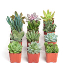Collection of small succulent plants in red pots on a white background