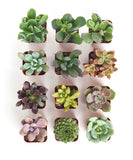Collection of small succulent plants in square pots on a white background