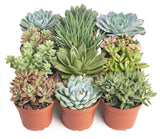 Assorted Medium Succulent Collection