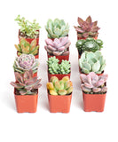 Collection of small potted Pastel Mini Succulent Collection in red pots on a white background