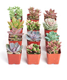 Collection of small potted succulents in red pots on a white background
