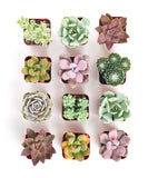 Collection of small Pastel Mini Succulent Collection plants in pots on a white background