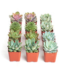 Row of potted succulents in small orange pots on a white background