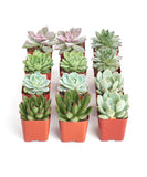 Row of small succulent plants in red pots on a white background