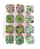 Collection of small succulent plants in square pots on a white background