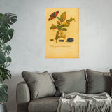Flos prunus Damascena (Flowering Damson Plum) with Butterfly, Colorized Reproduction from Erucarum Ortus (1717), GoGardenNow Exclusive