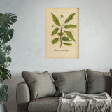 Salix acuto folio, Colorized Willow Engraving with Insects
