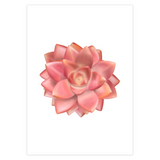 Graptosedum California Sunset Succulent Greeting Card – Blank Inside With Envelope