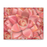 Graptosedum California Sunset Succulent Pattern Canvas Print – Botanical Wall Art