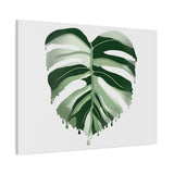 Melting Monstera Albo Canvas Print – Botanical Wall Art