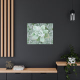 Pachyveria Haagei Succulent Pattern Canvas Print – Botanical Wall Art