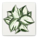 Manjula Pothos Canvas Print – Botanical Wall Art