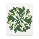 Calathea White Fusion Canvas Print – Botanical Wall Art