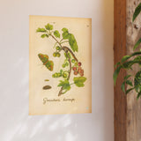 Grossularia hortensis, Colorized Gooseberry with Butterfly Engraving