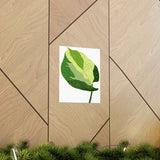 Manjula Pothos Illustrated Botanical Print – Unframed Wall Art
