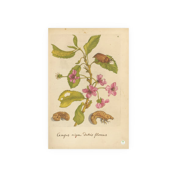 Cerasus nigra dulcis florens (Sweet Black Cherry in Bloom), Colorized Reproduction from Erucarum Ortus (1717), GoGardenNow Exclusive