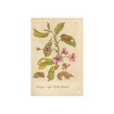 Cerasus nigra dulcis florens (Sweet Black Cherry in Bloom), Colorized Reproduction from Erucarum Ortus (1717), GoGardenNow Exclusive